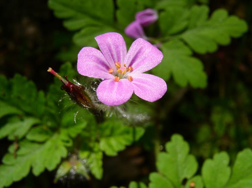 Geranium robertianum