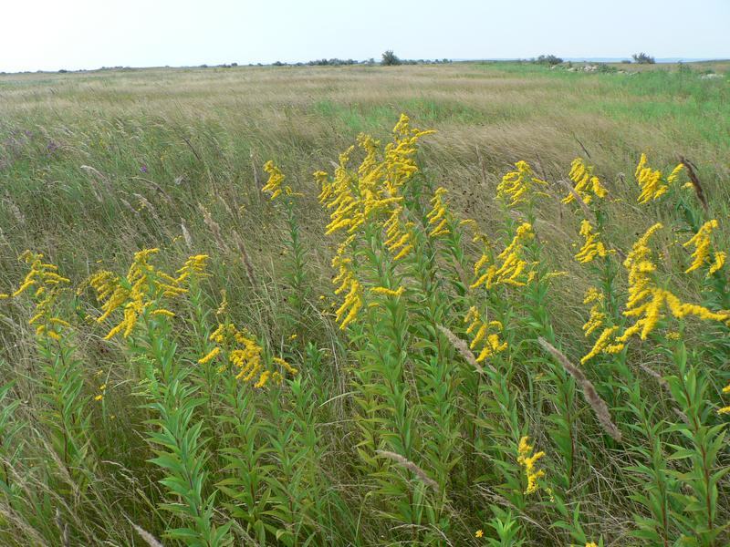 Solidago gigantea