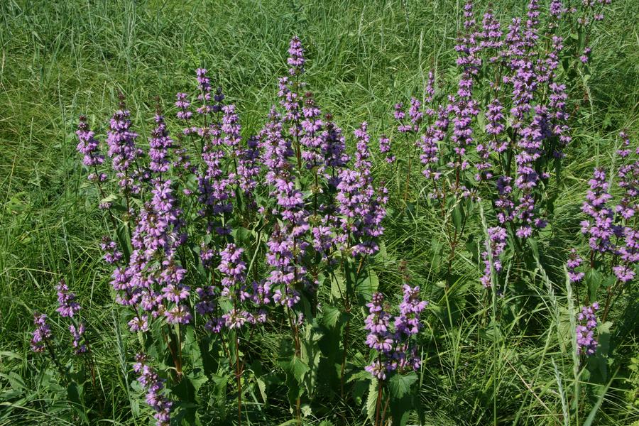 Зопник клубненосный фото. Зопник клубненосный. Зопник клубненосный (Phlomis tuberosa). Зопник полевой. Зопник растение.