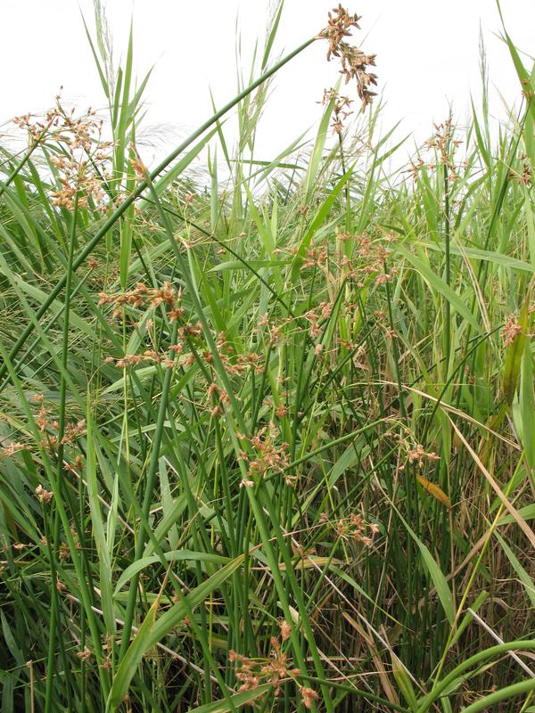 Камыш озерный орляк обыкновенный. Камыш Озёрный Scirpus lacustris. Ситник развесистый. Камыш Озерный гербарий. Scirpus lacustris l..