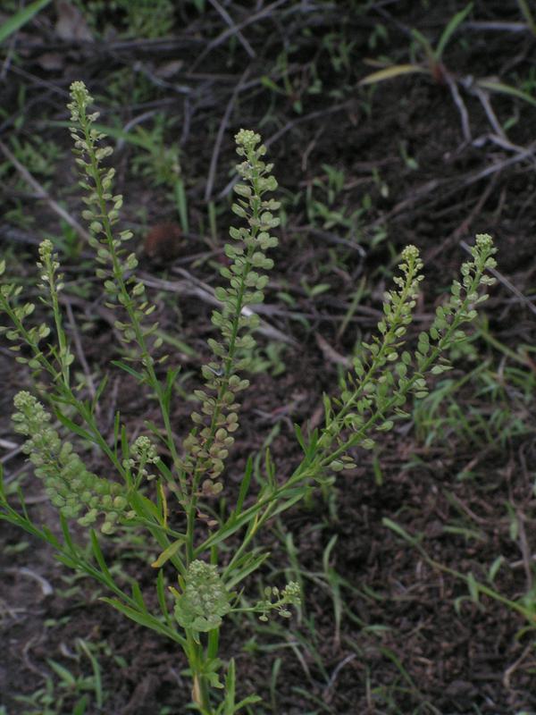 Клоповник. Клоповник сорный. Клоповник мусорный (Lepidium ruderale). Клоповник густоцветковый. Трава клоповник.