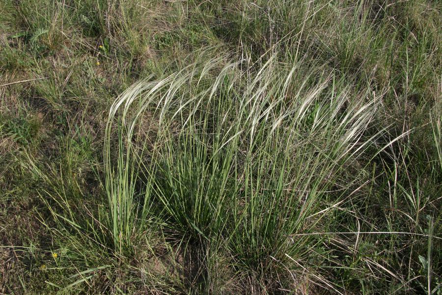 Кулик ковыль и пепел читать. Ковыль узколистный. Ковыль-волосатик. Stipa Tirsa.