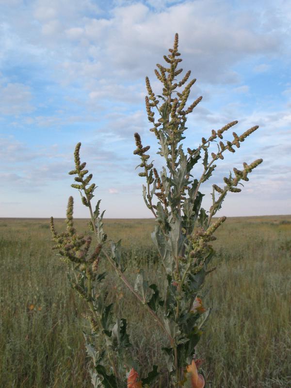 Лебеда татарская. Atriplex tatarica. Лебеда Дикая. Atriplex tatarica l.