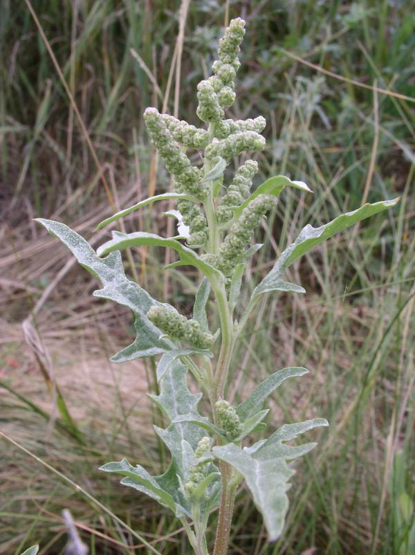 Лебеда татарская. Atriplex tatarica l. Лебеда скученнолистная. Лебеда копьевидная.