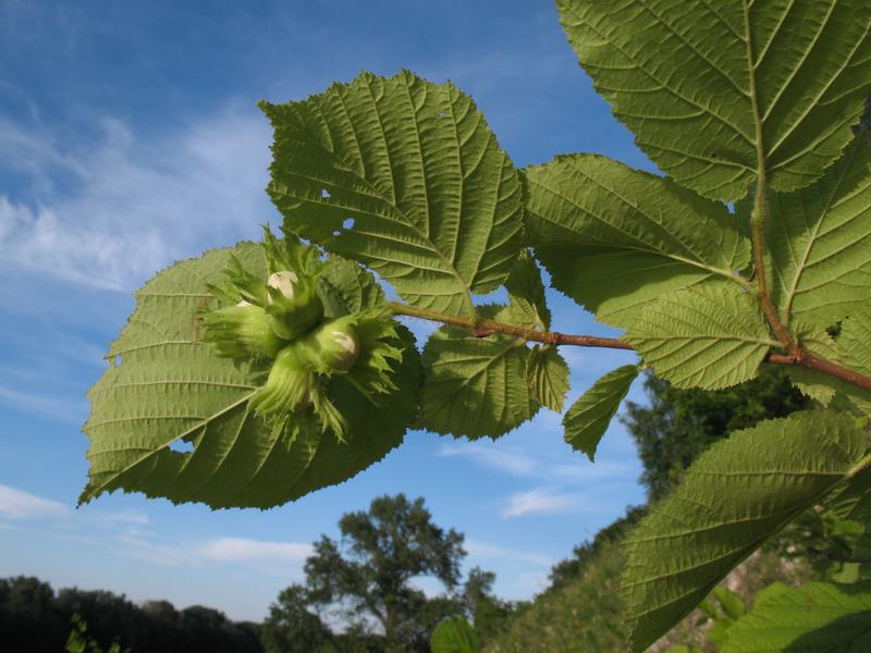 Лещина сканворд. Corylus avellana. Corylus avellana l.. Лещина обыкновенная. Лещина обыкновенная Corylus avellana l..