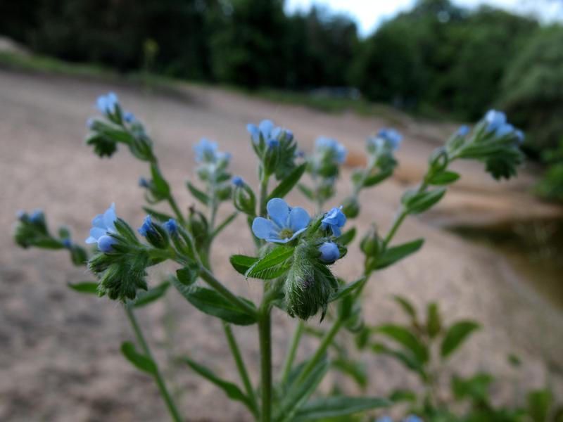 Липучка оттопыренная. Липучка Lappula Myosotis. Липучка ежевидная (Lappula squarrosa),. Липучка растопыренная (Lappula squarrosa). Lappula squarrosa (Retz.) Dumort. – Липучка оттопыренная.