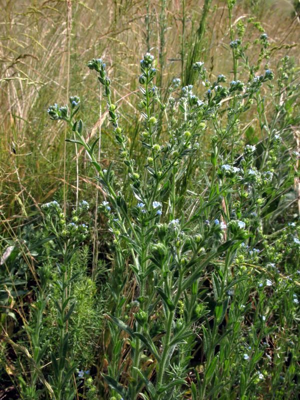 Липучка оттопыренная. Липучка Lappula Myosotis. Липучка ежевидная (Lappula squarrosa),. Lappula squarrosa (Retz.) Dumort. – Липучка оттопыренная. Липучка растопыренная (Lappula squarrosa).