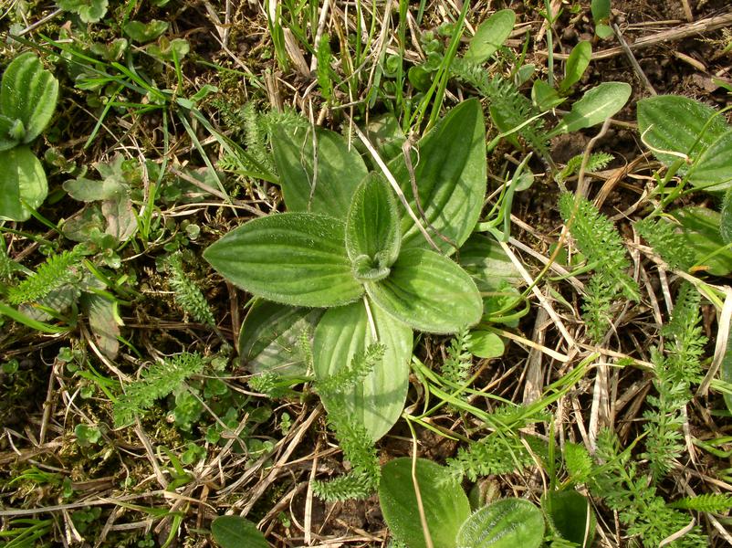 Слушать подорожник трава мон. Подорожник Крашенинникова. Подорожник средний Plantago Media. Подорожник средний лист. Подорожник на Сахалине.