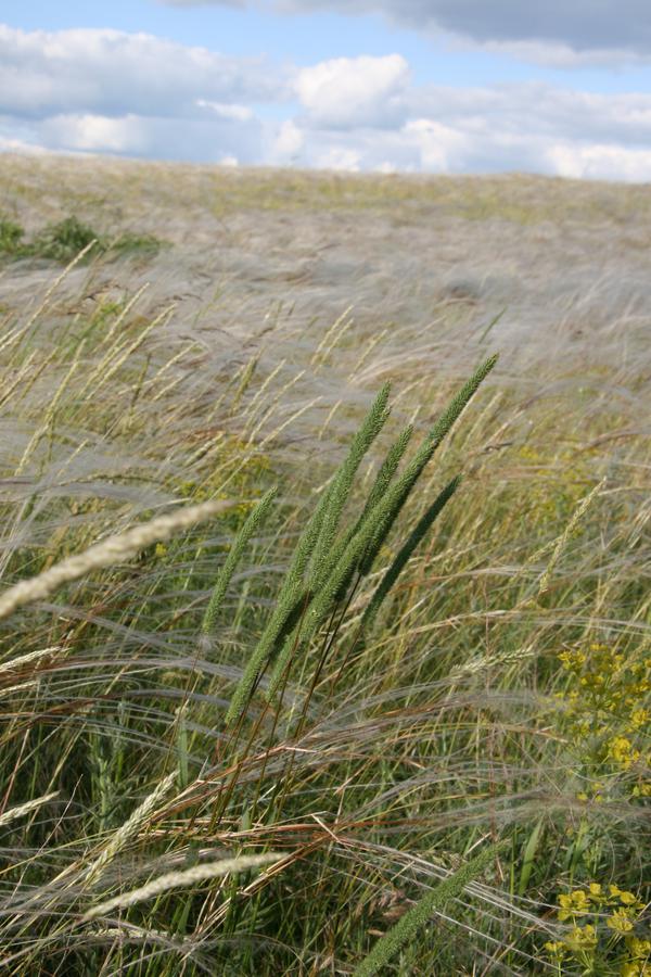 Тимофеевка степная. Тимофеевка Степная (Phleum phleoides). Разнотравно-дерновиннозлаковые степи. Тимофеевка Тамбовская область. Пустыненные полынно-дерновиннозлаковые.