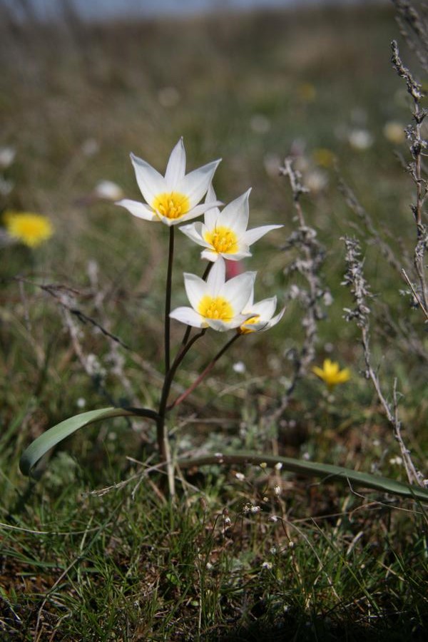 Тюльпан двуцветковый. Tulipa biflora. Тюльпан двуцветковый интересные факты. Тюльпан двуцветковый Астраханская область.