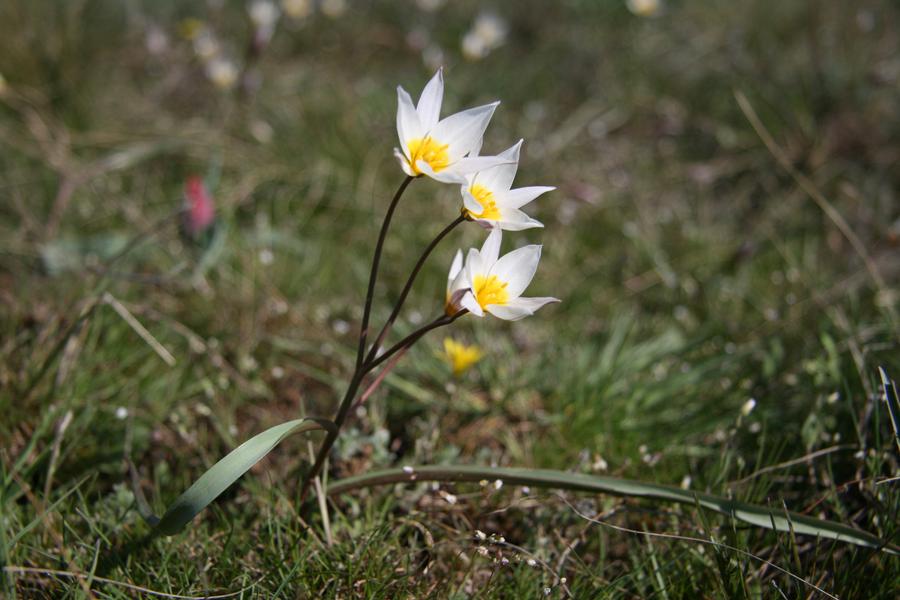 Тюльпан двухцветковый (Tulipa biflora Pall.). Тюльпан двуцветковый Астраханская область. Тюльпаны двуцветковый, поникающий, Биберштейна и Геснера рисунок. Тюльпан двуцветковый