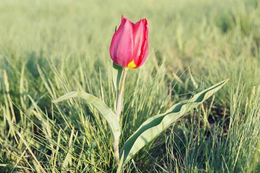 Тюльпан геснера. Тюльпан Геснера – Tulipa gesneriana l. Тюльпан Геснера комнатная. Тюльпан Геснера коробочка.