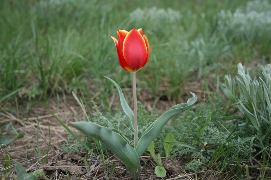 Тюльпан Липского Tulipa lipskyi