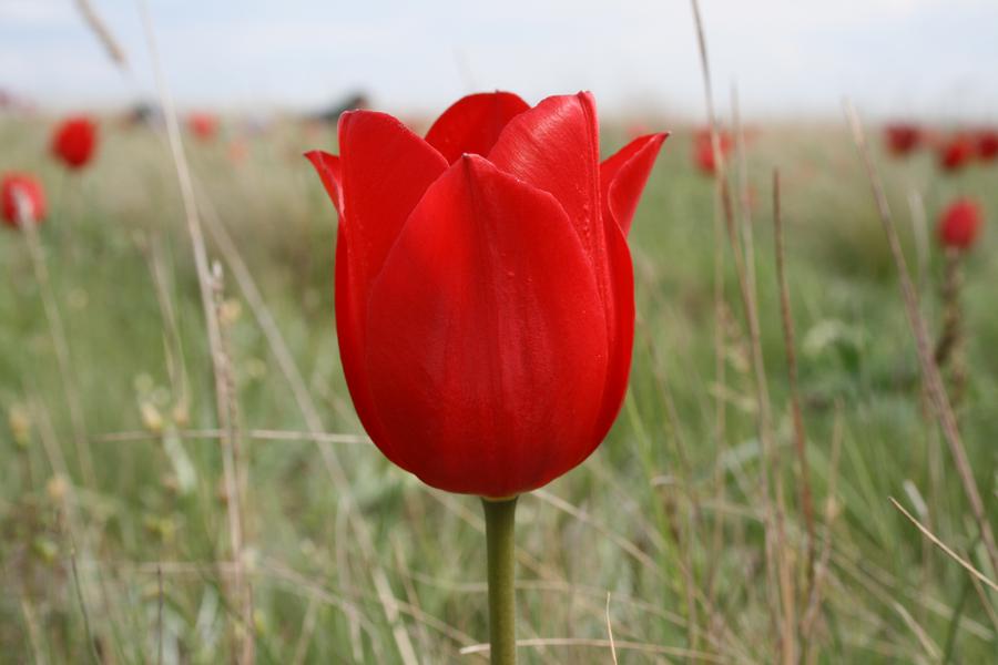 Тюльпан геснера. Тюльпан Геснера Шренка. Тюльпан Геснера (Tulipa gesneriana).. Красные тюльпаны Геснера. Тюльпан (Tulipa l.).