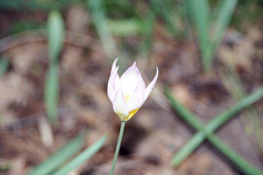 Тюльпан поникающий. Тюльпан поникающий (Tulipa Patens). Тюльпан поникающий — Tulipa Patens (2) страничка 368. Тюльпан поникающий фото и описание.