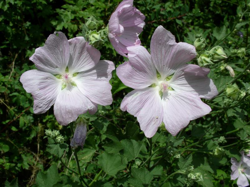 Хатьма тюрингенская Lavatera