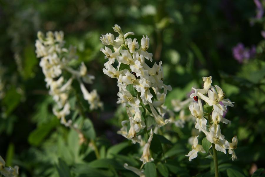 Хохлатка маршалла. Хохлатка Маршалла растение. Хохлатка Маршалла – Corydalis marschalliana (Pall. Ex Willd.) Pers.. Хохлаткакрупноприцветниковая corydalisbracteata (Steph. EXWILLD.) Pers..