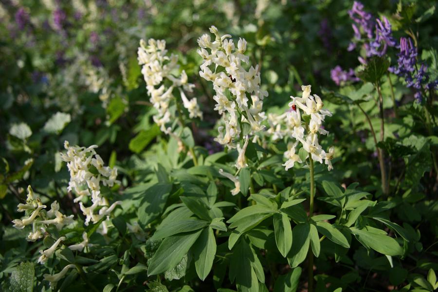 Хохлатка маршалла. Хохлатка Маршалла растение. Хохлатка Маршалла (Corydalis marschalli). Хохлатка Маршалла – Corydalis marschalliana (Pall. Ex Willd.) Pers..