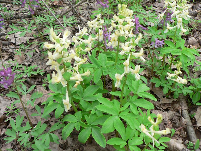 Хохлатка маршалла. Хохлатка Маршалла растение. Хохлатка Маршалла (Corydalis marschalli). Хохлатка Маршалла красная книга. Цветы похожие на хохлатку сорняк.