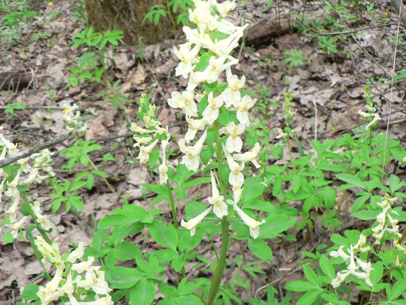 Хохлатка маршалла. Хохлатка Маршалла растение. Хохлатка Маршалла (Corydalis marschalli). Хохлаткакрупноприцветниковая corydalisbracteata (Steph. EXWILLD.) Pers..