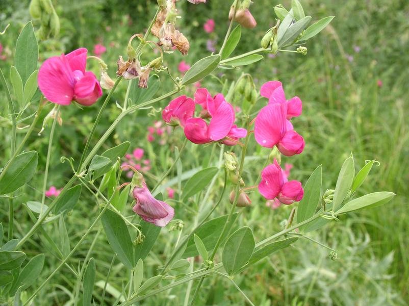 Включи чина. Чина клубненосная Lathyrus tuberosus. Чина клубненосная сорняк. Чина клубненосная строение. Чина клубненосная описание.